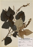 藏品(野桐)的圖片